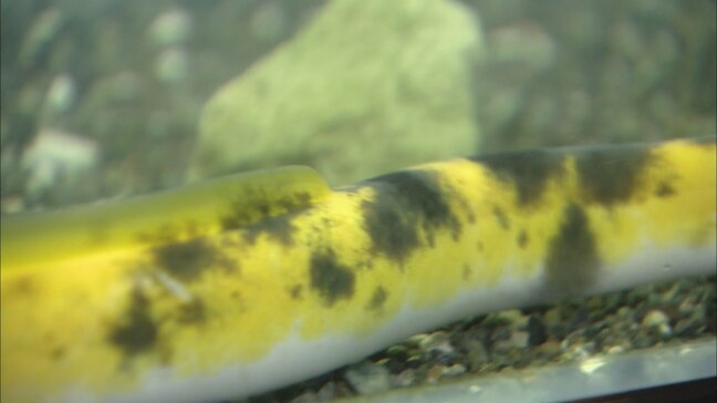 丸ごと“バナナ”な“ウナギ”青森県で捕獲　『バナナウナギ』県内での捕獲は約8年ぶり　数万匹に1匹といわれる超希少個体　“熟した姿”は7月に一般公開へ|TBS NEWS DIG