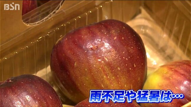 新潟のブランド イチジク『越の雫』出荷が最盛期　「太陽の光をいっぱい浴びて甘く育った」|TBS NEWS DIG