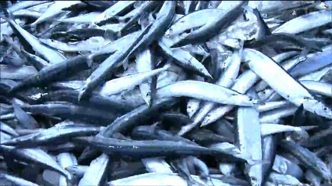 北海道沖1000㎞で獲れた“大型サンマ”が女川港に　120〜150ｇの秋の味覚　去年より10日遅い水揚げ　宮城・女川町|TBS NEWS DIG