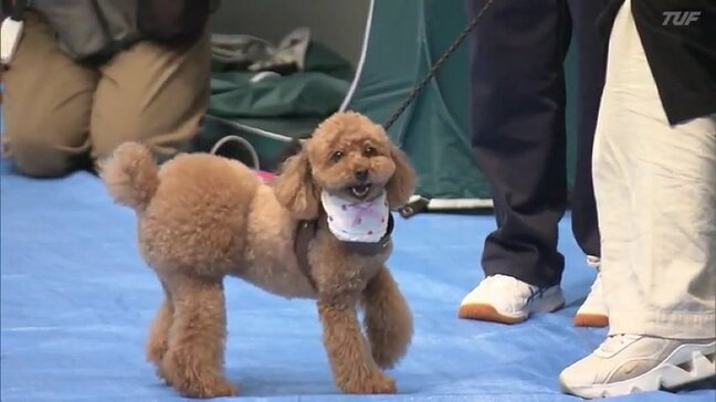 災害時に“ペット”と避難 大切なのは『事前の備え』と『日頃のしつけ』|TBS NEWS DIG