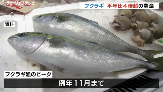 富山湾でブリの幼魚「フクラギ」が豊漁 9月は平年の4倍の漁獲 あの ”富山湾の宝石”も平年並みに|TBS NEWS DIG