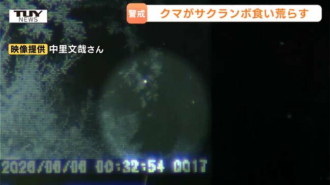 【動画あり】カメラがとらえた「さくらんぼを食い荒らすクマ」 村山市で佐藤錦の木が食害に 箱ワナ設置も検討か 米沢市では目撃場所近くにクマとみられる足跡も…相次ぐクマに警戒(山形)|TBS NEWS DIG