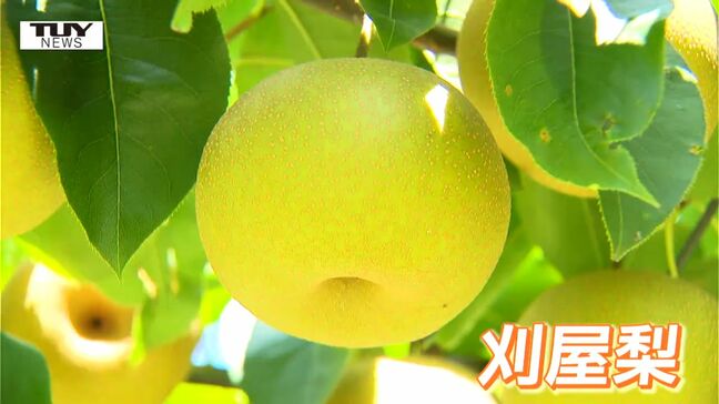 晴れが続き味に期待! ブランド梨 "刈屋梨" の摘果作業進む 今年は生育に苦労も今では順調に!(山形・酒田市)|TBS NEWS DIG