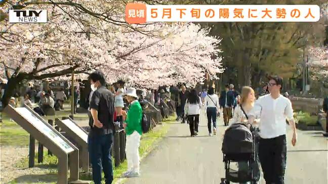 そよ風に揺れる満開の桜！ 山形市・霞城公園の桜が見ごろに　平日ながら大勢の人！|TBS NEWS DIG