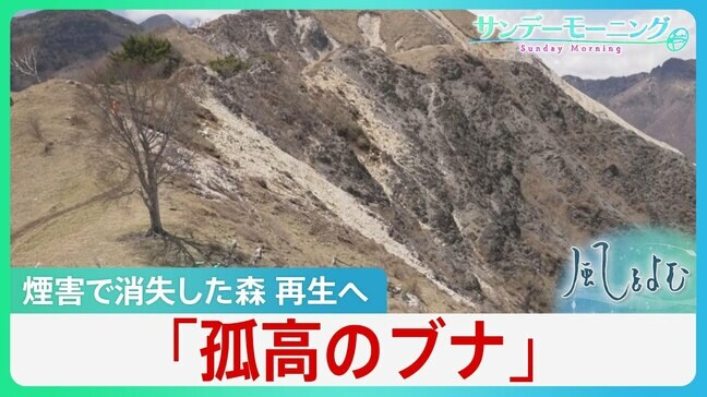 旧足尾銅山近くに立つ「孤高のブナ」　煙害で消失した森を再生する懸命の試み【風をよむ・サンデーモーニング】|TBS NEWS DIG