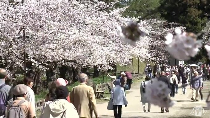 人手は4年連続の200万人超！　推計228万人　会期が過去最長となった2026年の「弘前さくらまつり」　青森県弘前市|TBS NEWS DIG