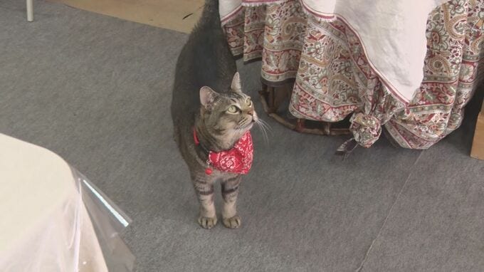 “ニャンニャン”アートが勢ぞろい　2月22日は「猫の日」|TBS NEWS DIG