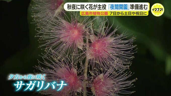 “神秘的な” 夜の植物園を楽しんで　夜にしか咲かない貴重な花も　広島市植物公園で７日から|TBS NEWS DIG
