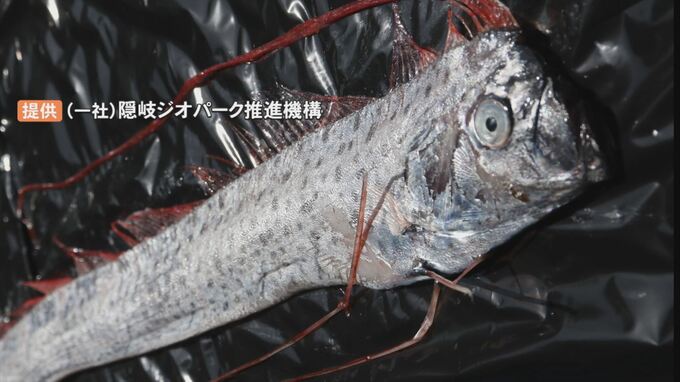 危険を察知して自ら胴体を切り分離…”自切”　定置網にかかったリュウグウノツカイ　島根県隠岐の島町|TBS NEWS DIG