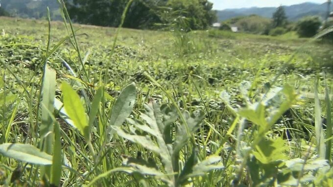 マダニにかまれた70代男性がSFTSウイルス感染　発熱などの症状で入院　大分で今年初確認　|　大分のニュース｜OBS NEWS｜大分放送