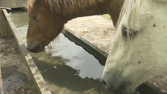 相の沢牧野、今シーズンの馬の放牧始まる　6月にチャグチャグ馬コに参加する馬も　岩手・滝沢市|TBS NEWS DIG