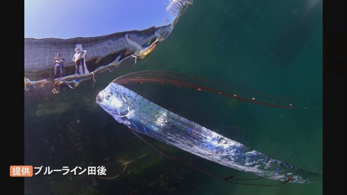 泳ぐ「リュウグウノツカイ」撮影に成功　岸壁近くで…なぜ？　|　BSSニュース | BSS山陰放送