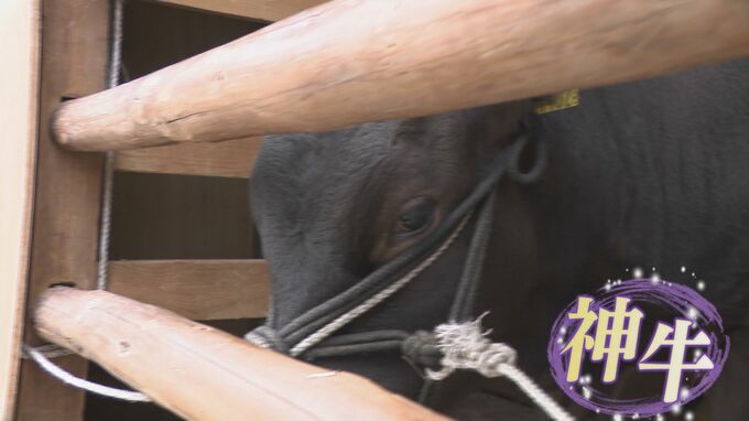 全国的にも珍しい？節分祭恒例「生きた牛が当たるくじ」（防府天満宮）　|　山口のニュース・天気・防災｜tys NEWS｜ｔｙｓテレビ山口
