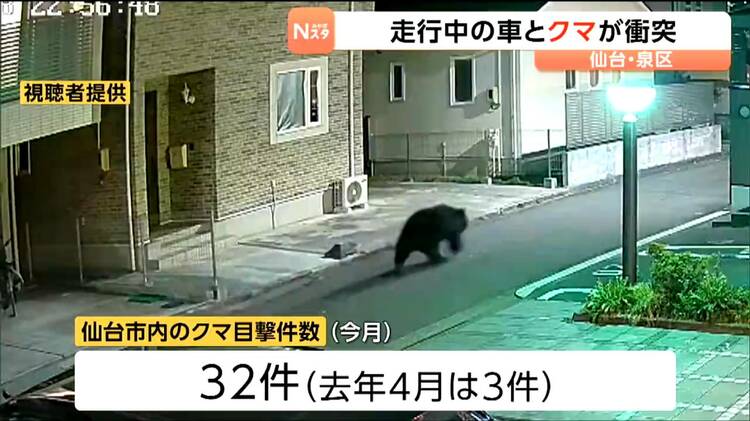 仙台のクマ目撃件数は32件で2025年の10倍以上」泉区の市道で軽乗用車と