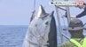 “黒いダイヤ”クロマグロ豊漁！冬場に多く水揚げ→初夏にも見られるように「一獲千金じゃないが値段は◎」漁業者の挑戦と資源を守る制限とは　　|　山口のニュース・天気・防災｜tys NEWS｜ｔｙｓテレビ山口