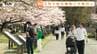 そよ風に揺れる満開の桜！ 山形市・霞城公園の桜が見ごろに　平日ながら大勢の人！　|　山形のニュース│TUYテレビユー山形