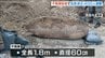 【全長1.8m】アメリカ製「1トン爆弾」自衛隊が不発弾処理…現場周辺は立ち入り禁止に　大阪・箕面市　|　MBSニュース | 関西の最新ニュースを分かりやすく。