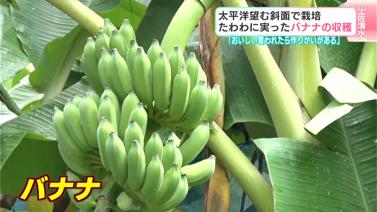 おいしいと言われたら作りがいがある」太平洋を望む山の斜面で栽培 