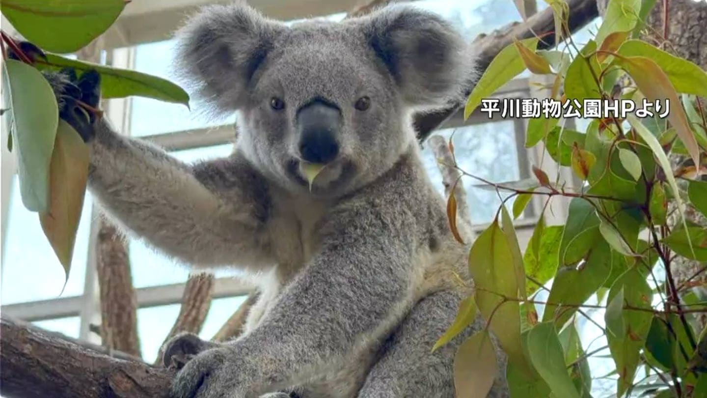 平川動物公園のコアラ「チャーボウ」死ぬ 2歳8か月「神経系に何らかの