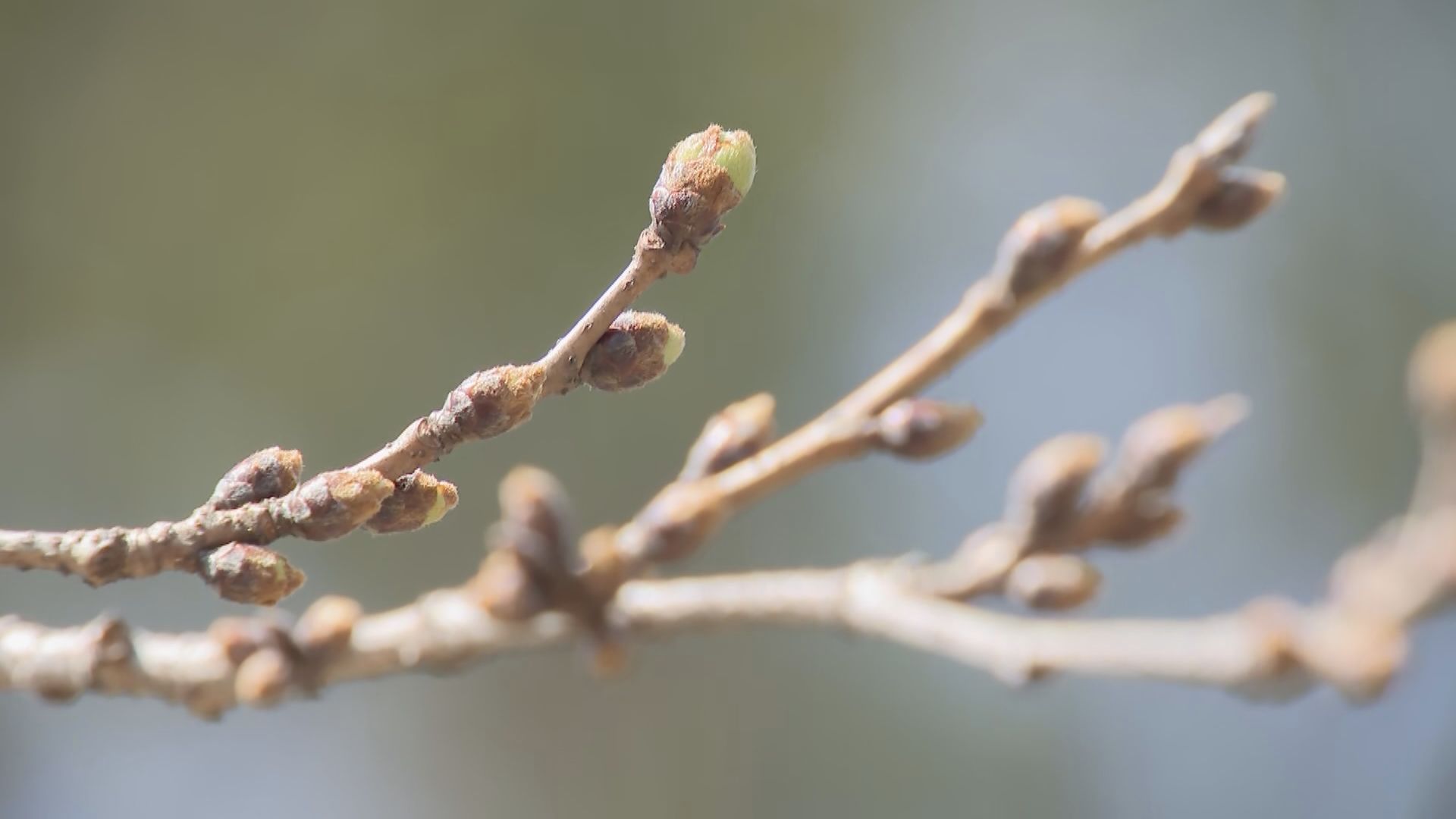 開花予想早まり例年より1週間早く「桜まつり」始まる　桜の木の下での宴会も一部のエリアで4年ぶりに解禁 名古屋・鶴舞公園