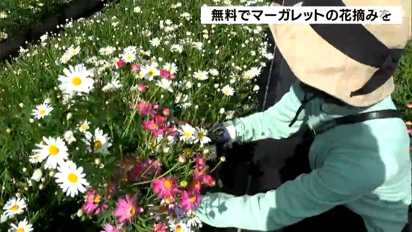 マーガレットの花摘み 1人10本まで無料＝静岡・南伊豆町 | 静岡の