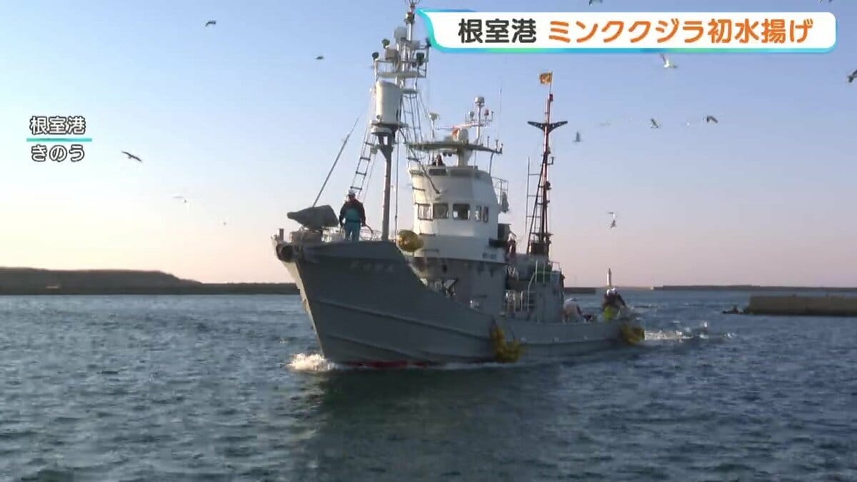サンマを食べているクジラは脂が乗っている」今シーズンの商業捕鯨
