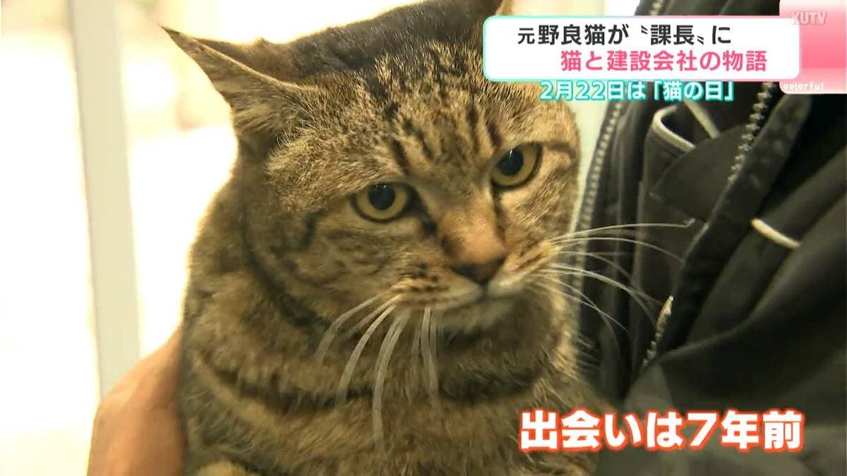 動画】元野良猫が建設会社の「課長」就任、辞令交付で「ニャ～ン」弁当