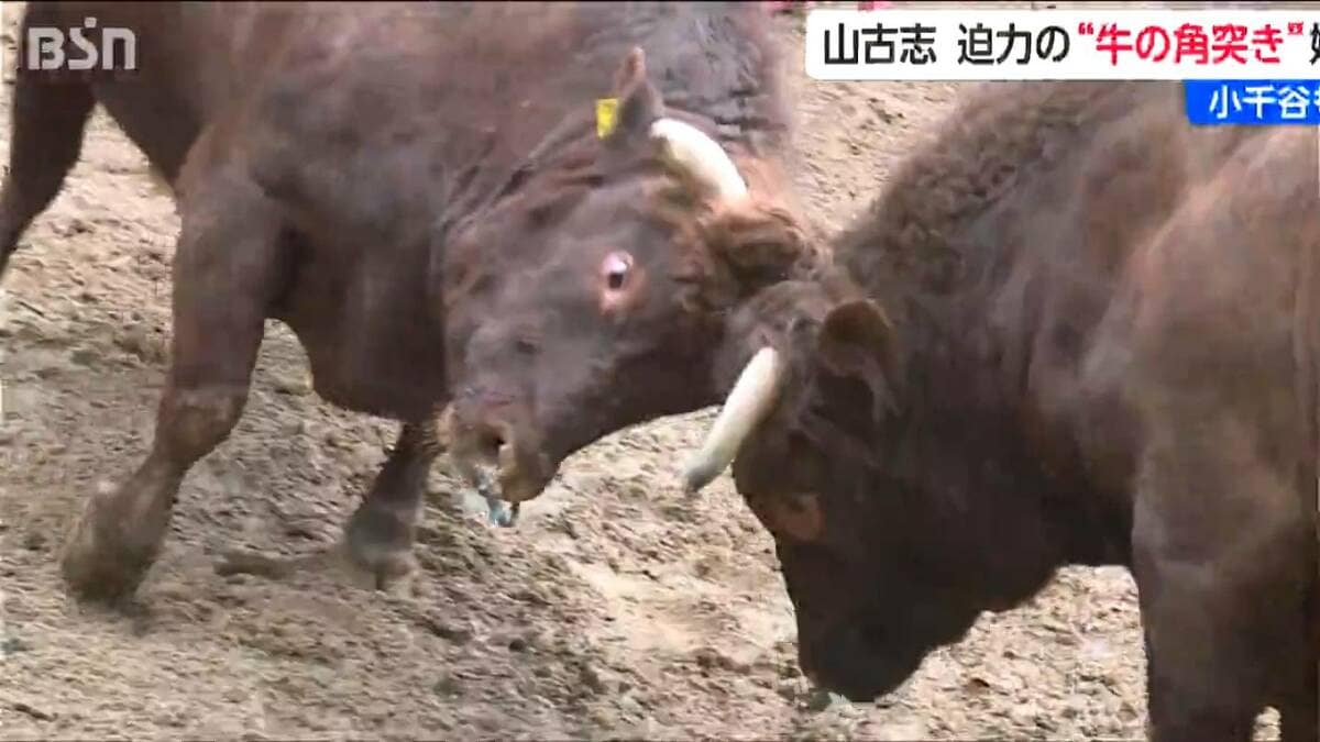 サムネイル_1トンの巨体が激突！伝統の「牛の角突き」初場所　山古志に響く鈍い衝撃音とファンの歓声　新潟・長岡市