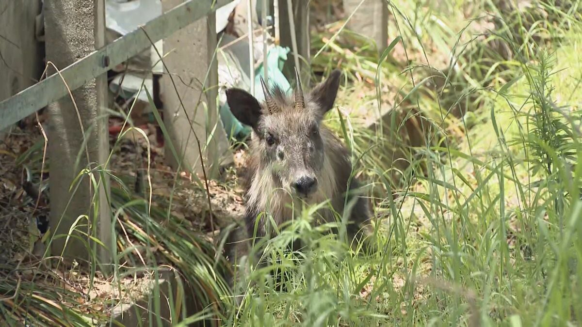 列車にぶつかったとみられる｢ニホンカモシカ｣ うずくまる様子も… 公園で捕獲 名古屋市内で目撃情報相次ぐ
