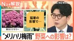 異例の猛暑 今年の梅雨は「大雨と猛暑を繰り返すメリハリ型」甘みがアップする野菜は?【Nスタ解説】|TBS NEWS DIG