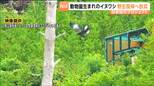 動物園生まれのイヌワシの野生復帰プロジェクト 日本で初めての挑戦 初年度のイヌワシの放鳥を無事完了 宮城・南三陸町|TBS NEWS DIG