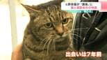 【動画】元野良猫が建設会社の「課長」就任、辞令交付で「ニャ～ン」弁当のおかず分けた出会いから7年、入札くじ5連続当選の“幸運の招き猫”【2月22日・猫の日】|TBS NEWS DIG