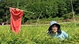 【 磯野貴理子 】 「鳥獣対策に案山子(かかし)たてました」 田んぼの鳥獣対策と稲の実りを報告 珍しいフクロウの姿も|TBS NEWS DIG