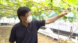 転売目的?高級ぶどう“シャインマスカット”150房が盗まれる~佐賀|TBS NEWS DIG