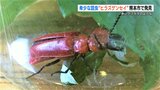 赤いクワガタのような 希少な昆虫 “ヒラズゲンセイ”　触るとヒリヒリ　|　熊本のニュース｜RKK NEWS｜RKK熊本放送