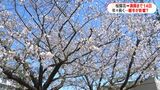 鹿児島の桜「満開」 開花から14日 時間がかかったのはなぜ? | 鹿児島のニュース|MBC NEWS|南日本放送