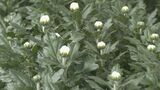 お盆に向けて菊の出荷最盛期 「お墓参りや、仏壇に飾ってもらえたら」 年間170万本出荷|TBS NEWS DIG