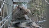 森に潜む“侵略者”「クリハラリス」が大分・別府市で確認 生態系や農林水産業への影響懸念 | 大分のニュース|OBS NEWS|大分放送