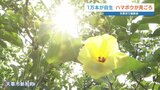 「ザラザラと思っていたらサラサラ」日本最大級ハマボウの群生地で観察会　熊本県天草市　|　熊本のニュース｜RKK NEWS｜RKK熊本放送