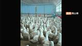 岡山県美咲町のアイガモ農場で県内4例目の鳥インフルエンザ確認 約2万3000羽のアイガモの殺処分開始|TBS NEWS DIG