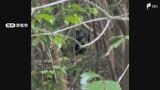 「クマが出た、体長は1メートルくらい」目撃情報相次ぐ 浜松市浜名区では近くに民家が 裾野市では4度目 地元自治体が注意呼びかけ=静岡県|TBS NEWS DIG