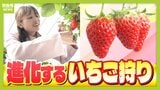 【いちご狩り３選】すぐに行きたい！絶品いちごを味わえる「博士のいちご」「自分で作る」「ロマンティック」　もっといちご狩りが楽しくなる関西の農園の特徴を上田芹莉アナが紹介！|TBS NEWS DIG