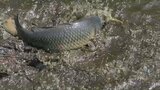 用水路の浅瀬で「コイ」がもがいてた…なぜ?|TBS NEWS DIG