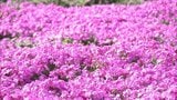 住民たちが育てたシバザクラが見ごろ 宮崎市高岡町の一里山地区 | MRTニュース | MRT宮崎放送
