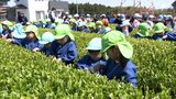 慣れぬ手つきで丁寧に　新茶シーズンに合わせ園児たちが茶摘み体験＝静岡・磐田市|TBS NEWS DIG