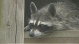 「クルルッ」屋根裏から鳴き声と足音 蓋をあけてキャットフードを食べる アライグマ被害ついに住宅にも | 福岡のニュース|RKB NEWS|RKB毎日放送