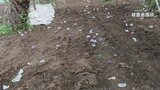 峡東地域でスモモやブドウの盗難相次ぐ|TBS NEWS DIG