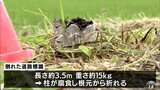 歩道脇に設置の道路標識が倒壊　下校中の小学生のランドセルに接触もけがなし　青森県おいらせ町|TBS NEWS DIG
