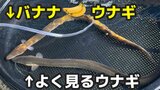 「バナナ?」いいえ「ウナギ」です 島根に続き岡山でも「バナナウナギ」釣れる!10年に1度見つかるかどうかの珍ウナギ【画像あり】|TBS NEWS DIG
