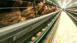 「何としても養鶏場を守り抜く」鳥インフルエンザ感染 危機感募らせる生産者 防疫体制強化で厳重警戒続く | 大分のニュース|OBS NEWS|大分放送